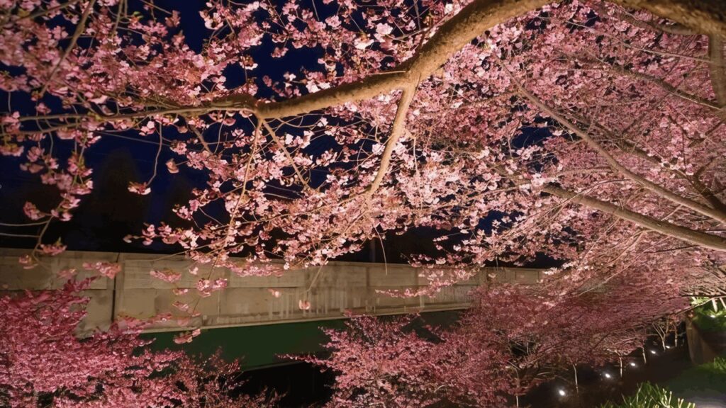 三浦海岸桜まつり