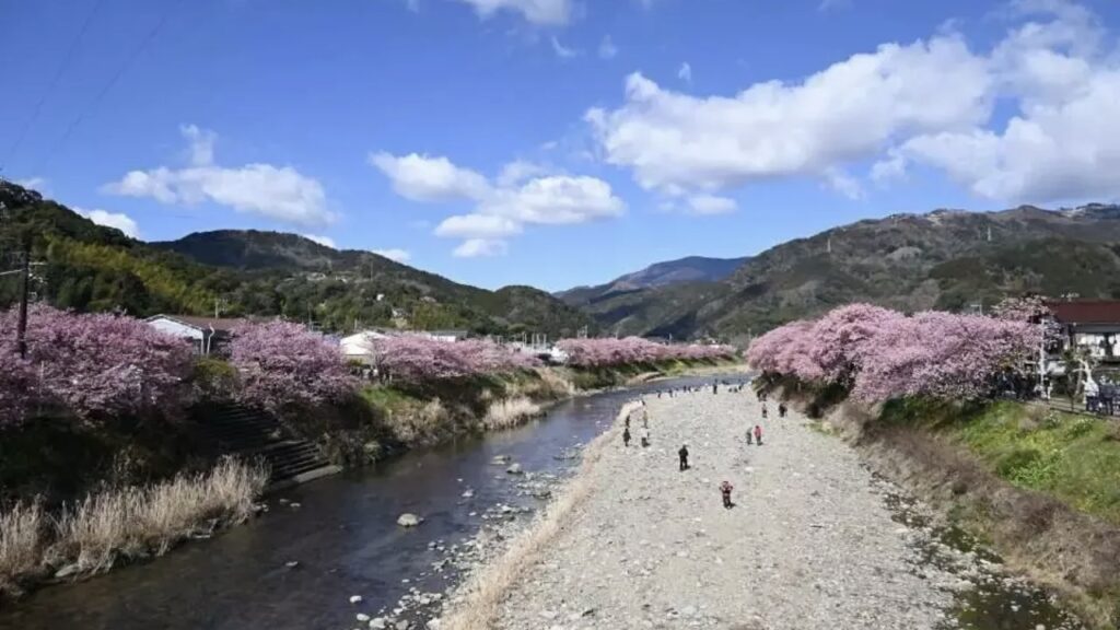 河津桜まつり
