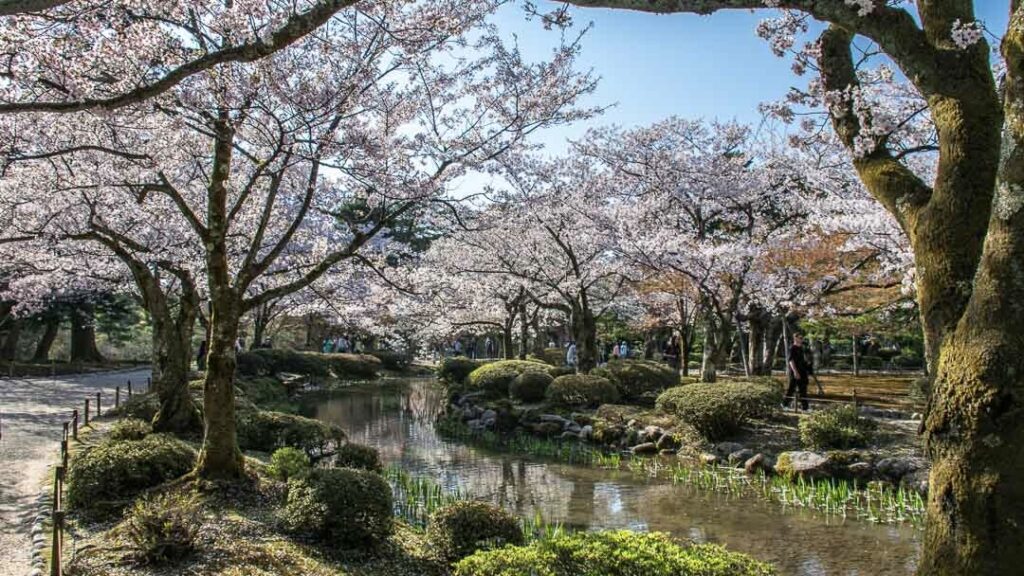 兼六園 さくら