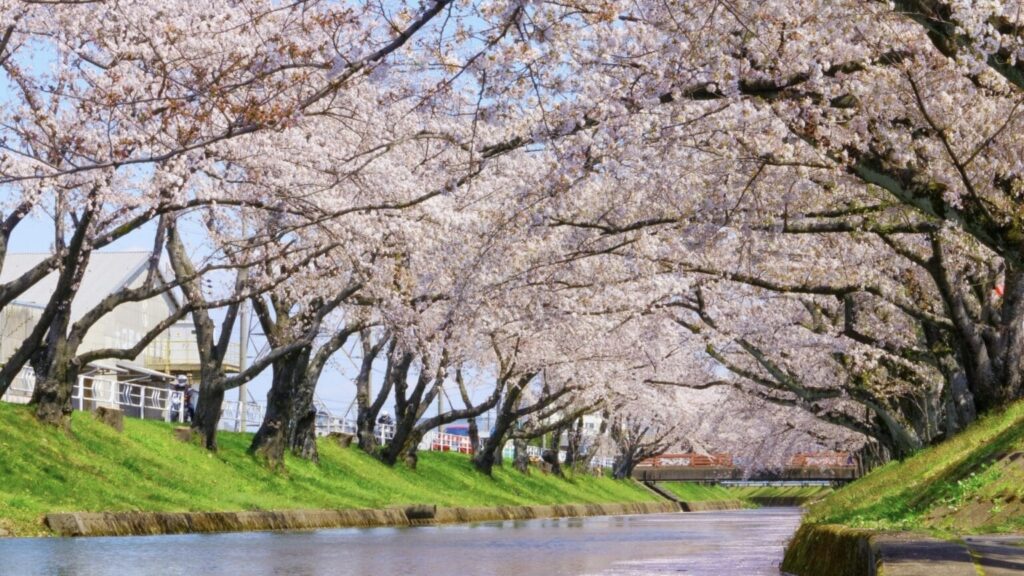【五条川】岩倉桜まつり