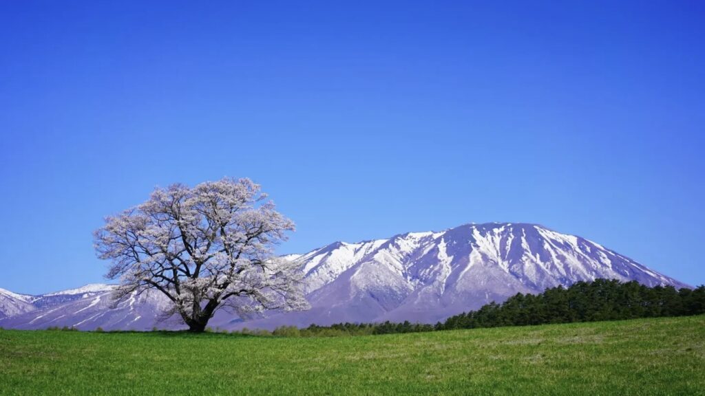 小岩井農場　岩手山