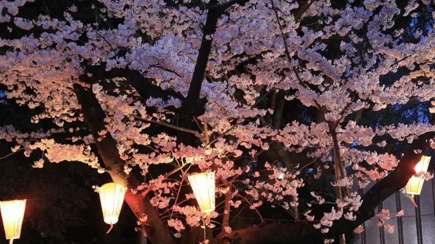 上野公園　うえの桜まつり