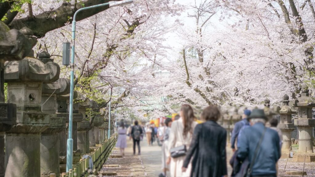 上野公園　桜の木　うえの桜まつり
