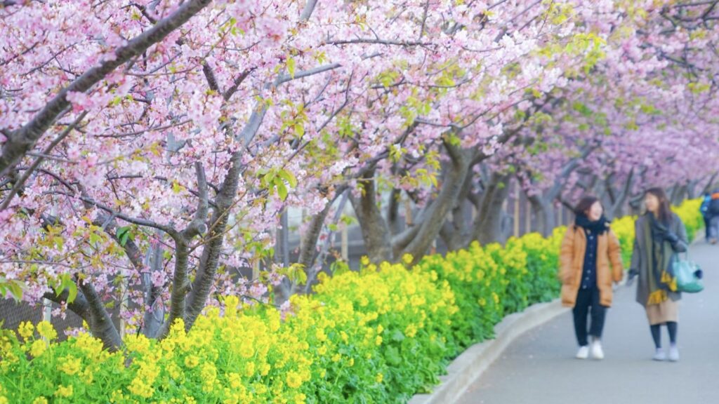 三浦海岸桜まつり