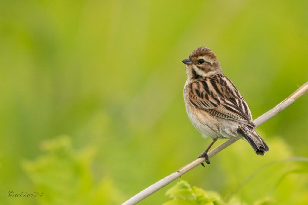 オオジュリン雌　夏羽