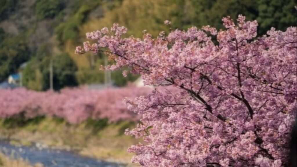河津桜まつり