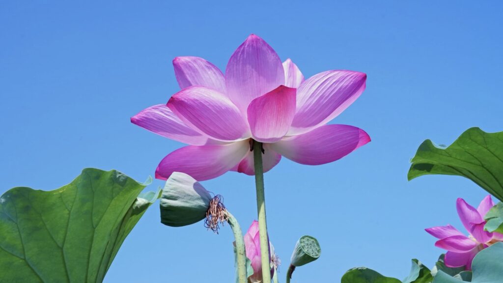 高田城址公園　観蓮会　蓮の花