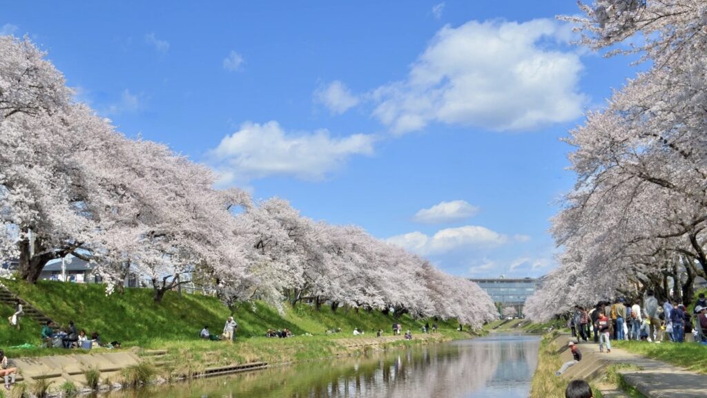 新境川堤百十郎桜