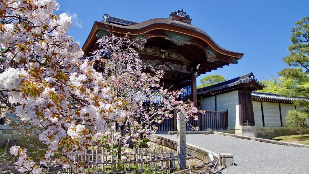 仁和寺　御室桜