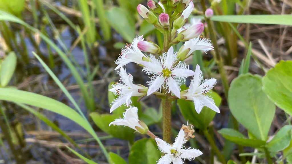 サロベツ湿原　ミツガシワ
