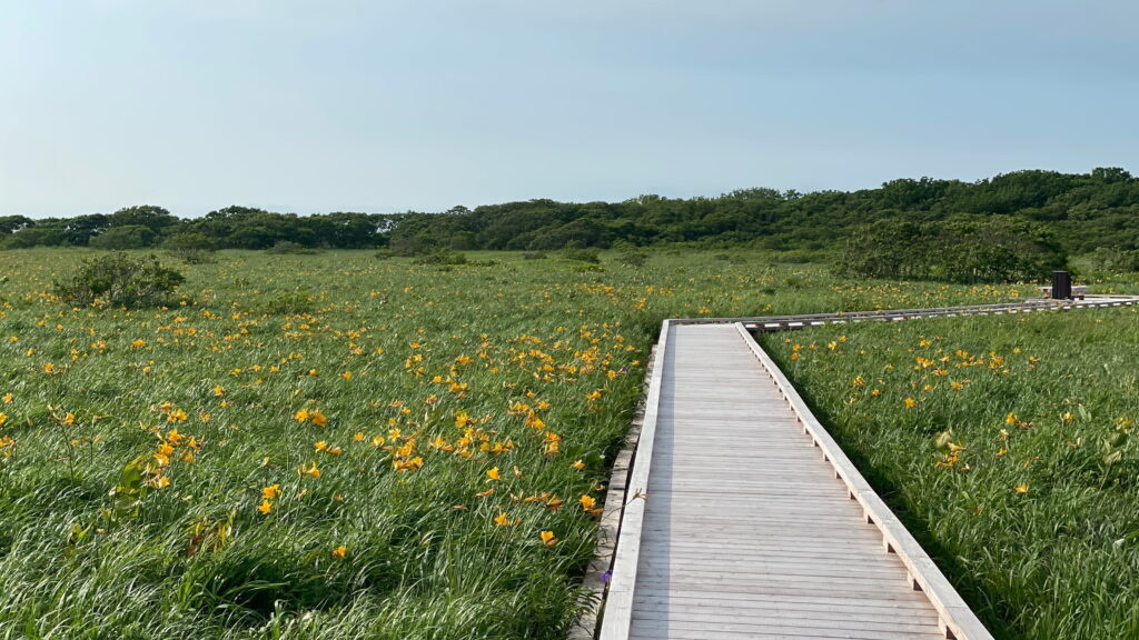 サロベツ湿原　エゾカンゾウ
