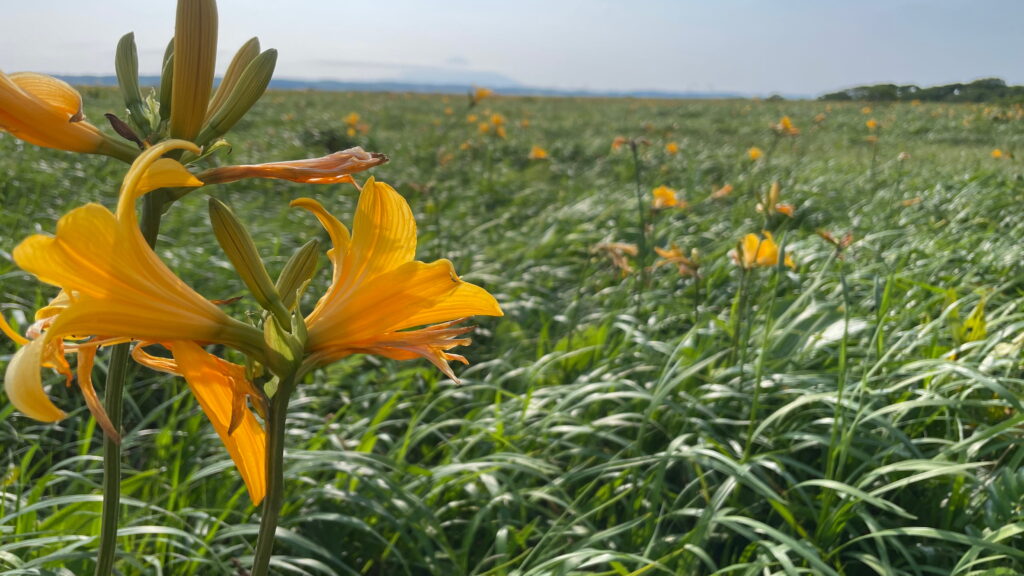 サロベツ湿原　エゾカンゾウ
