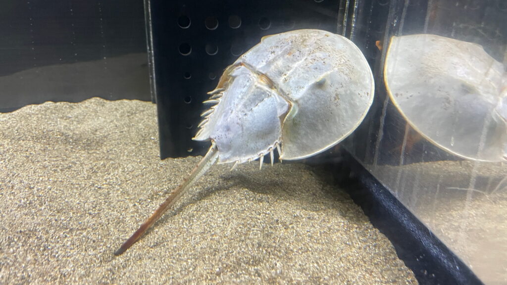 笠岡市立カブトガニ博物館