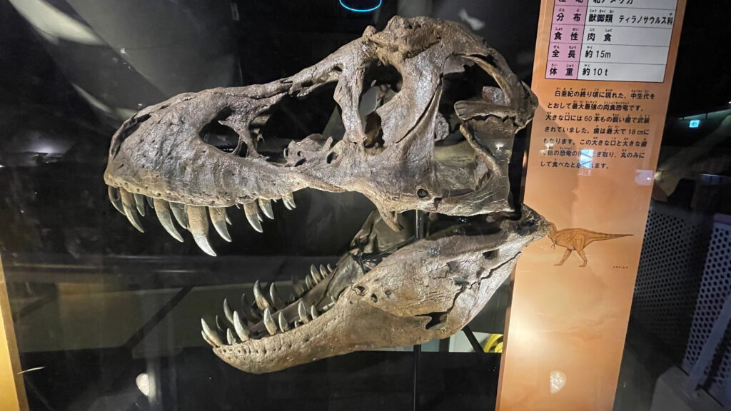 笠岡市立カブトガニ博物館 ティラノサウルス