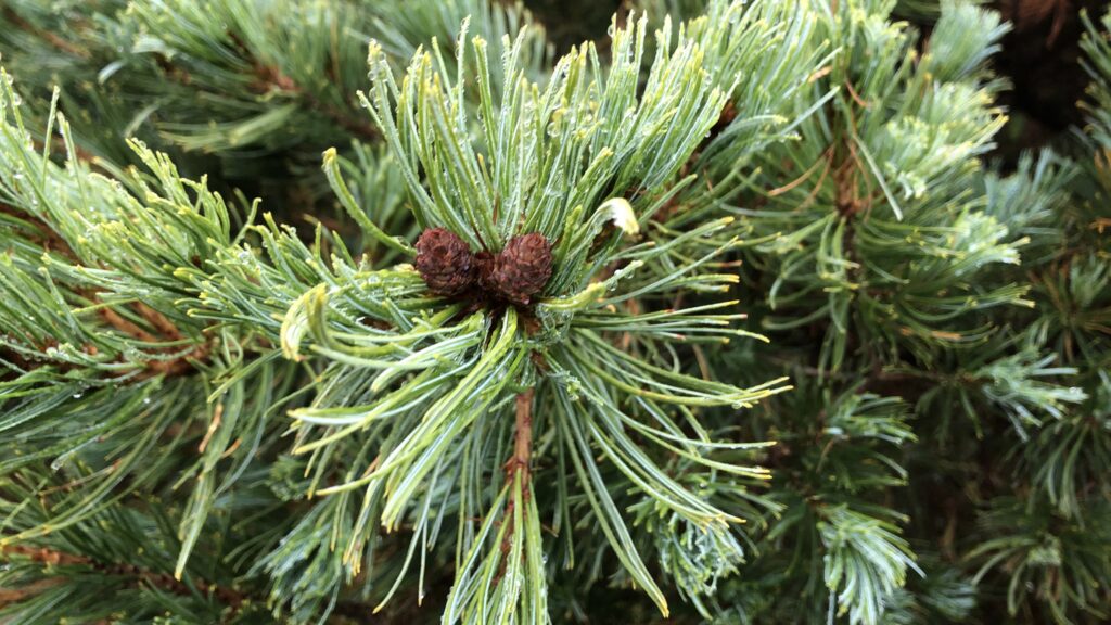 立山　ハイマツ帯