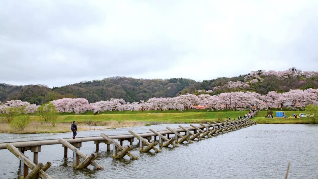 斐伊川桜並木：雲南市桜まつり