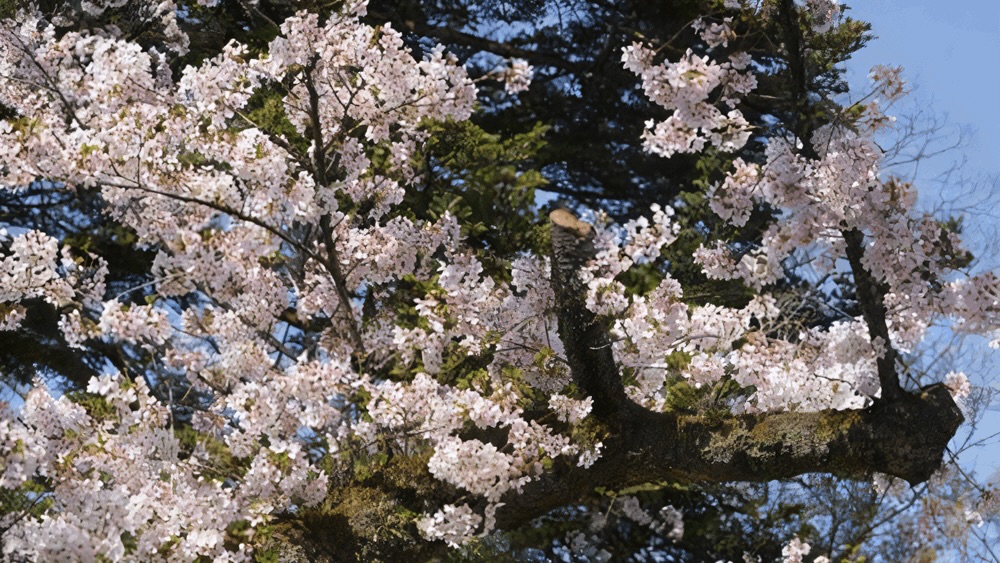 打吹公園　ソメイヨシノ