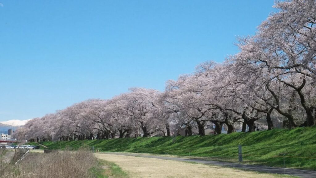 足羽川桜並木
