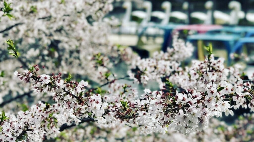 井の頭恩賜公園