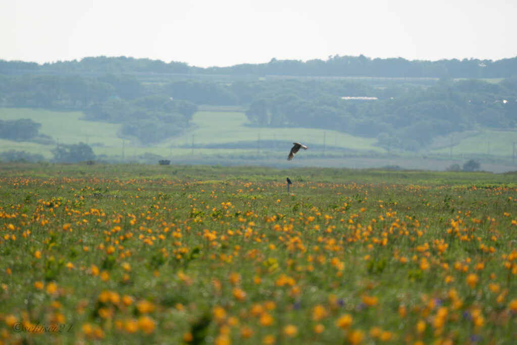 サロベツ湿原　エゾカンゾウ　チュウヒ