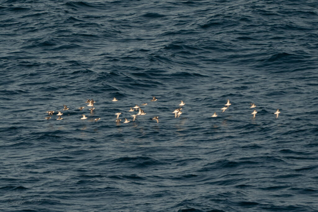 太平洋フェリー　アカエリヒレアシシギ