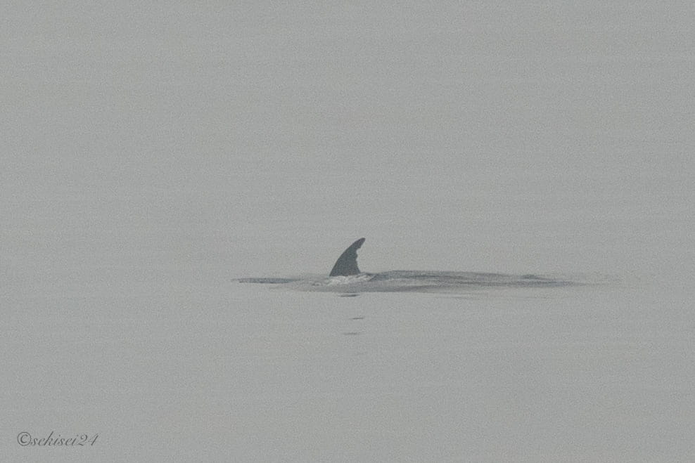 太平洋フェリー　イルカ