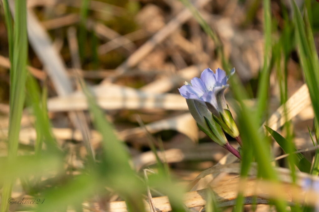 サロベツ湿原　タテヤマリンドウ
