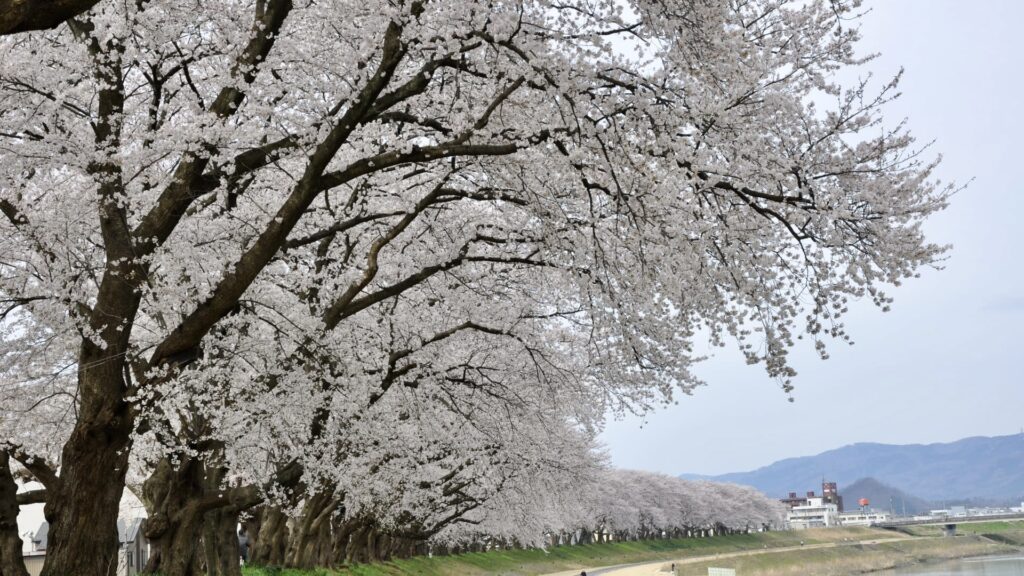 足羽川桜並木