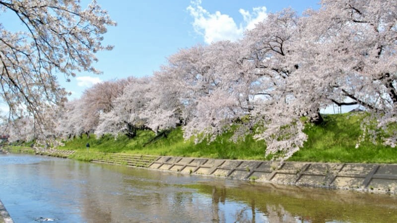 新境川堤百十郎桜