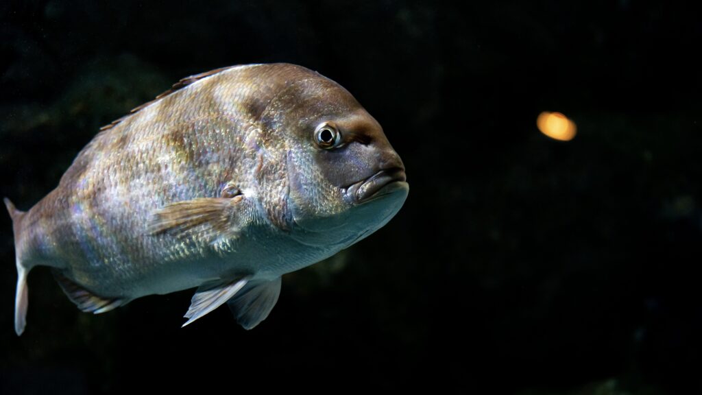 名古屋港水族館 マダイ