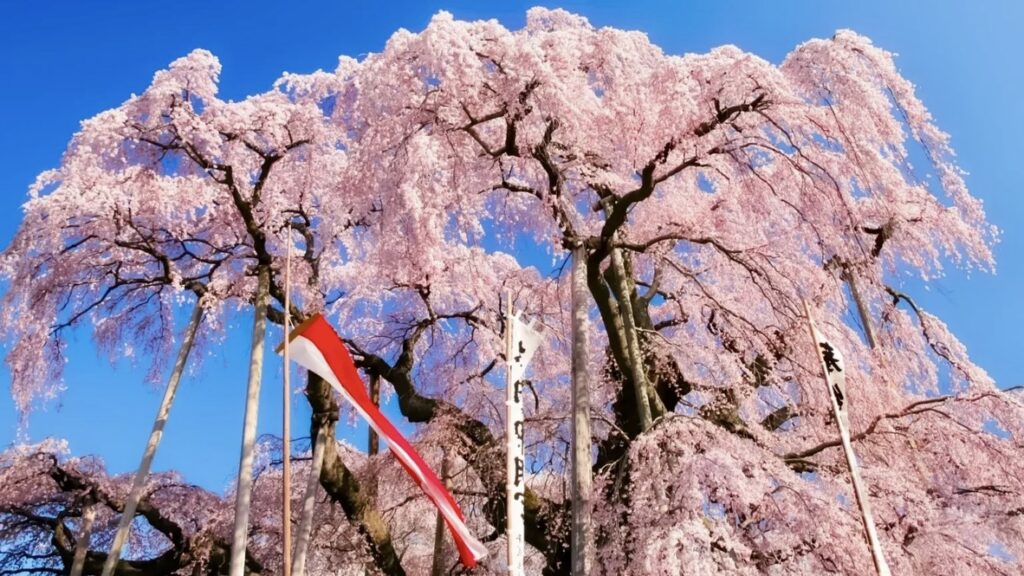 三春滝桜