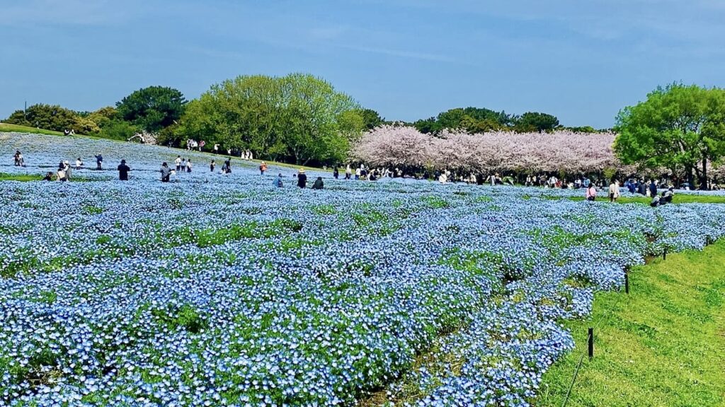 海の中道海浜公園