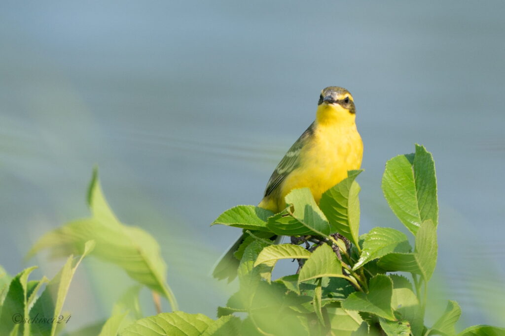 ツメナガセキレイ