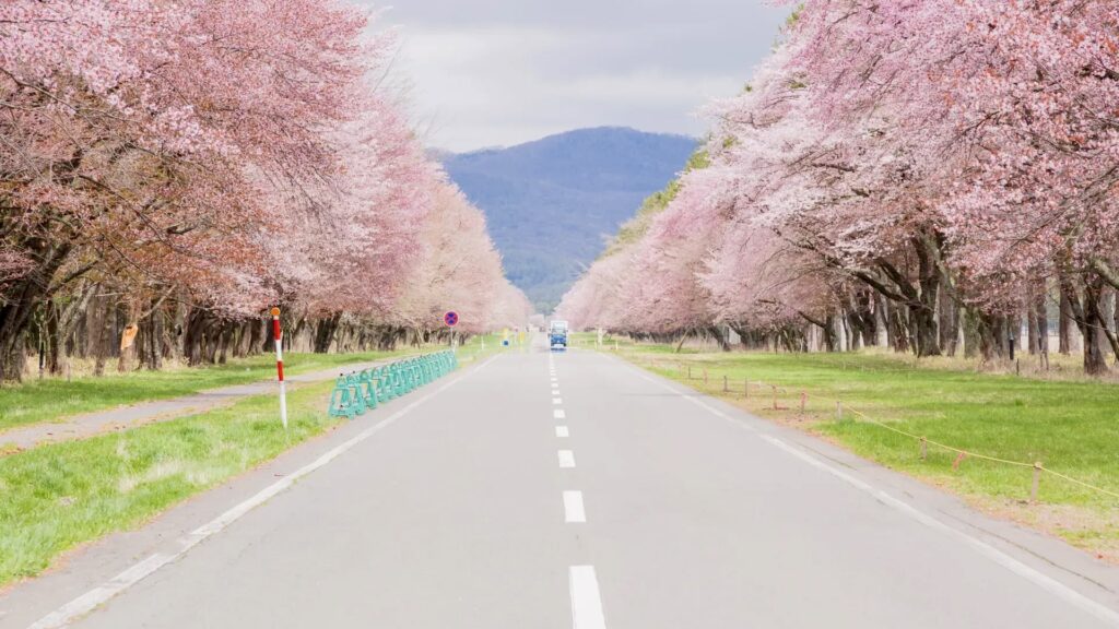 二十間道路桜並木