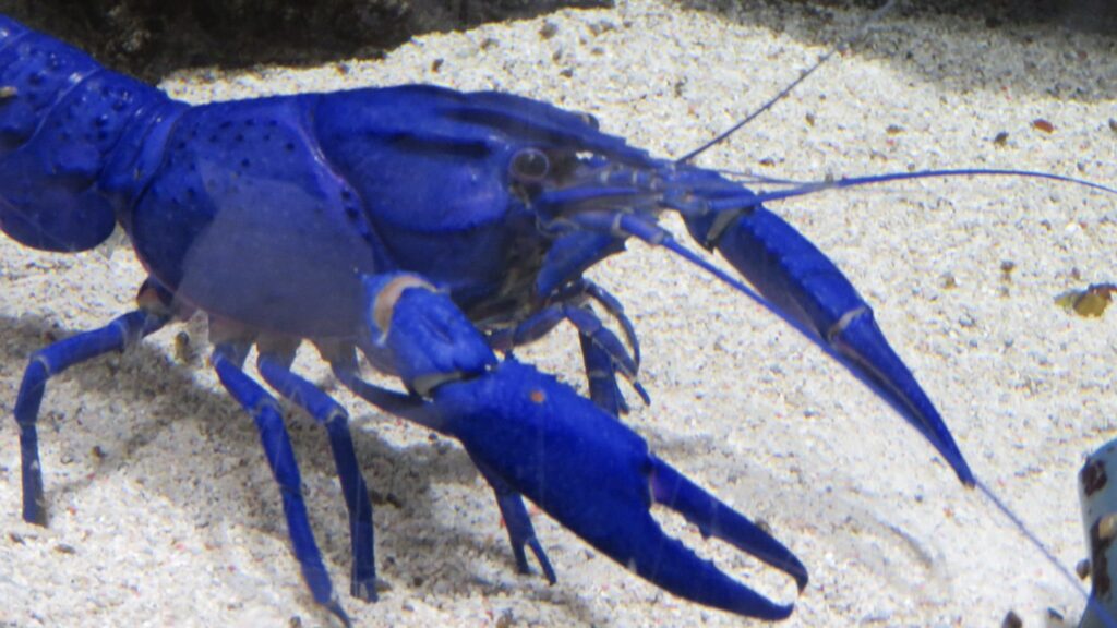 鳥羽水族館