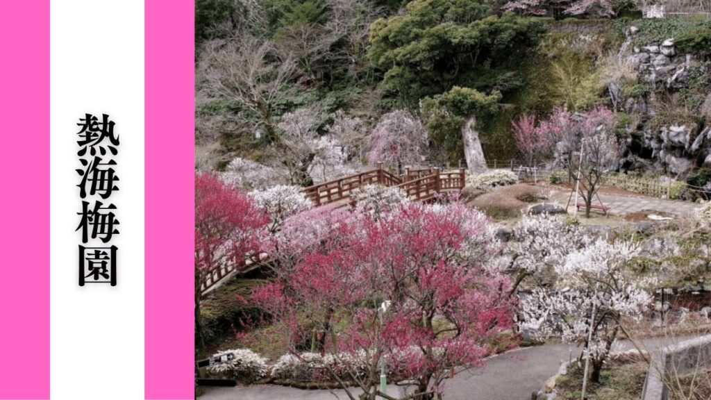 【熱海梅園】混雑回避・アクセス・見どころ情報まとめ