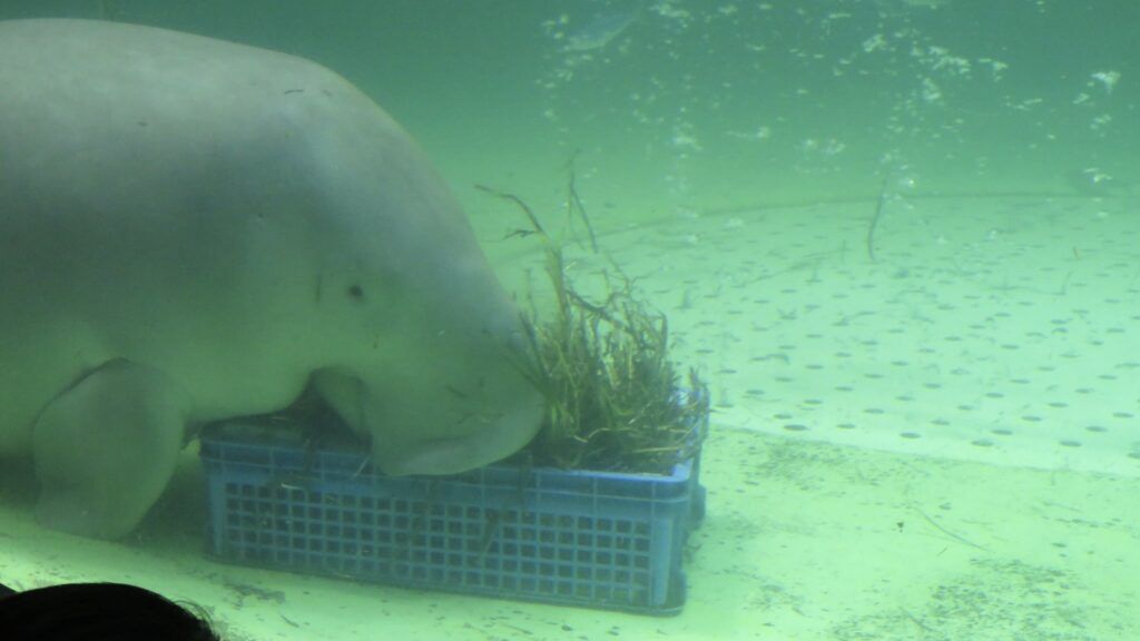 鳥羽水族館 ジュゴン