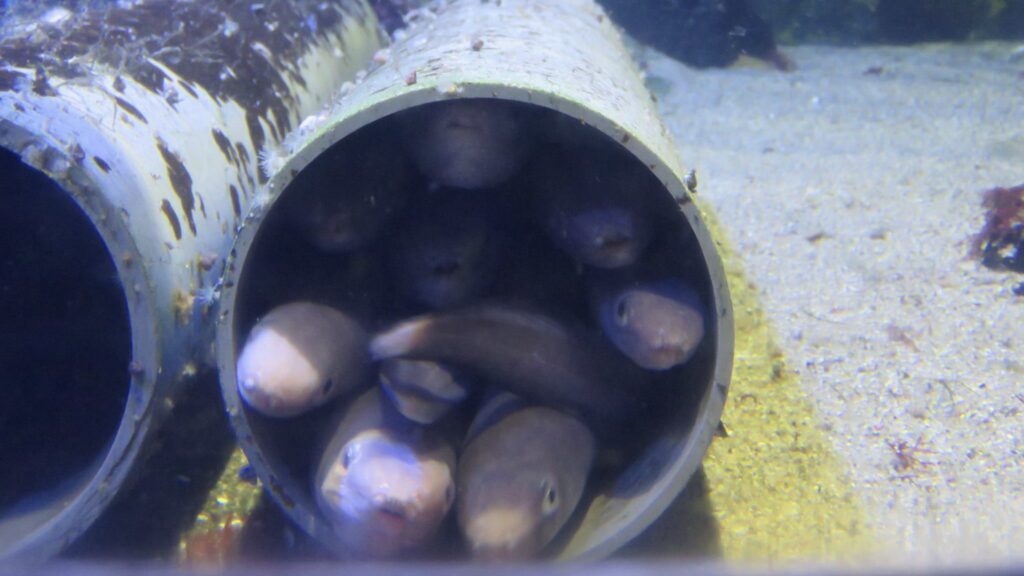 鳥羽水族館