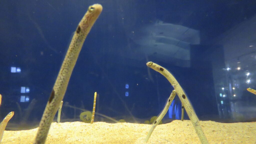 鳥羽水族館