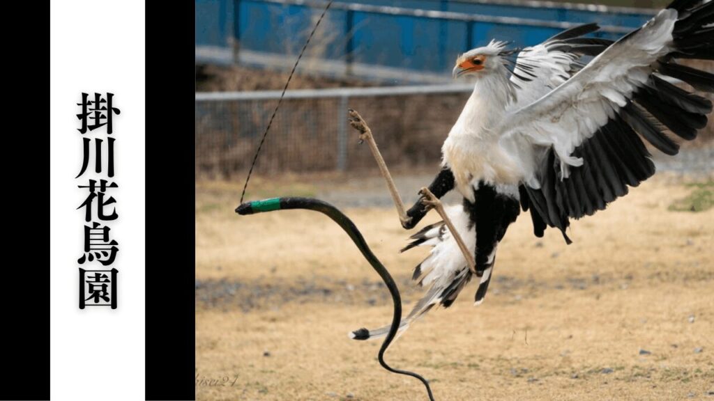 【掛川花鳥園】混雑回避・アクセス・見どころ情報まとめ