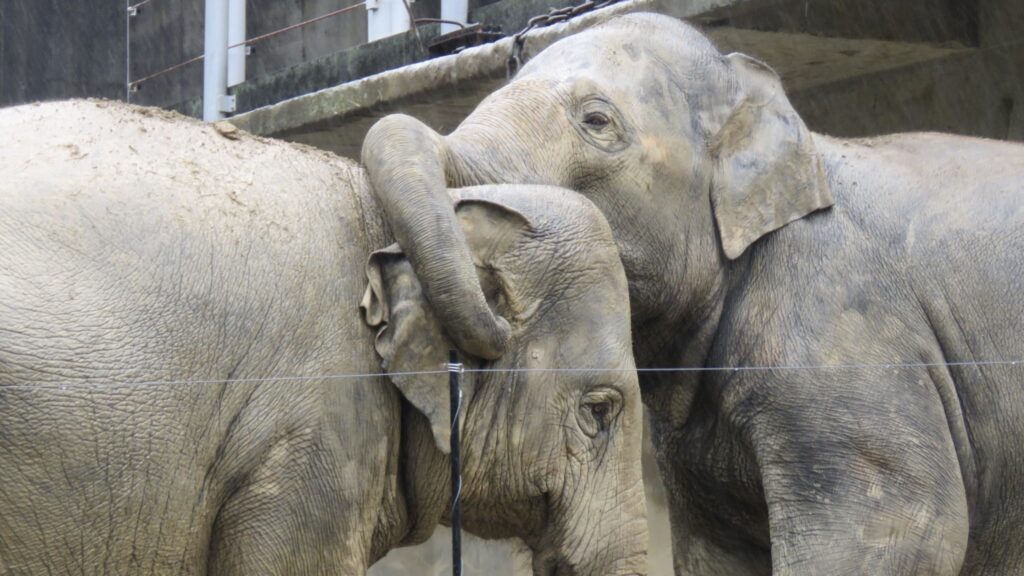 多摩動物公園