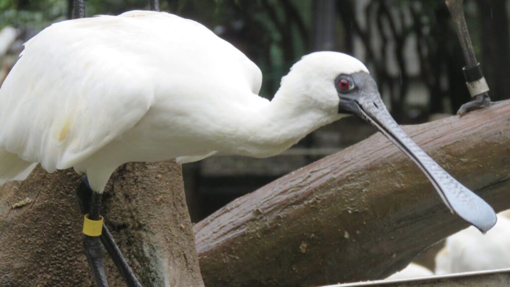 多摩動物公園
