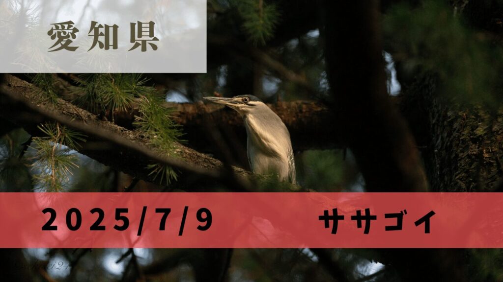 サムネ