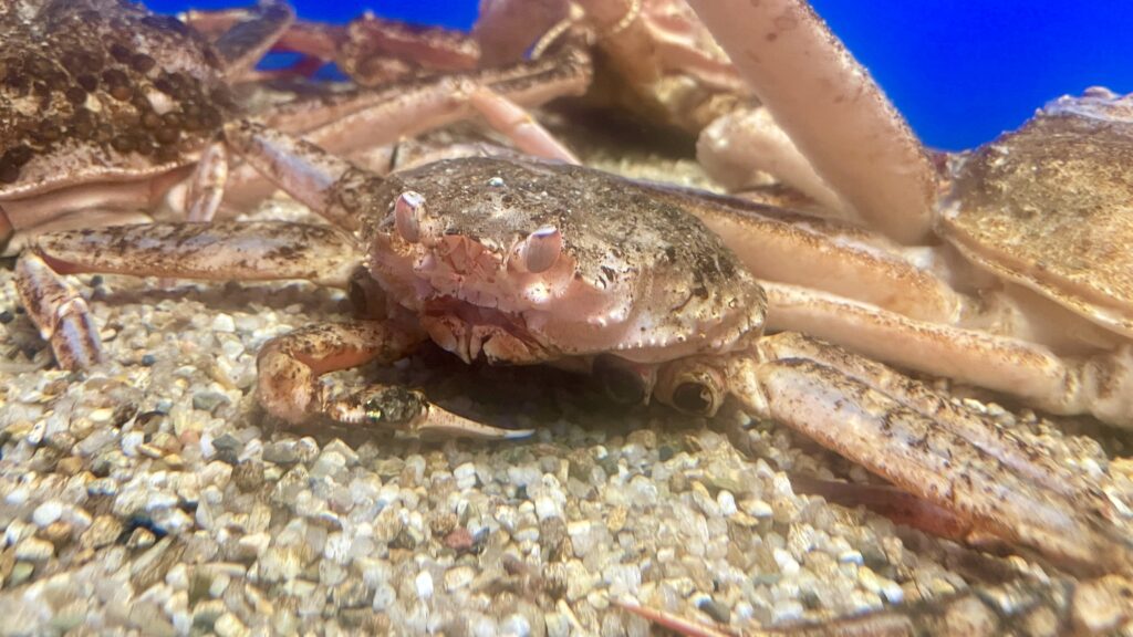 福井県海浜自然センター