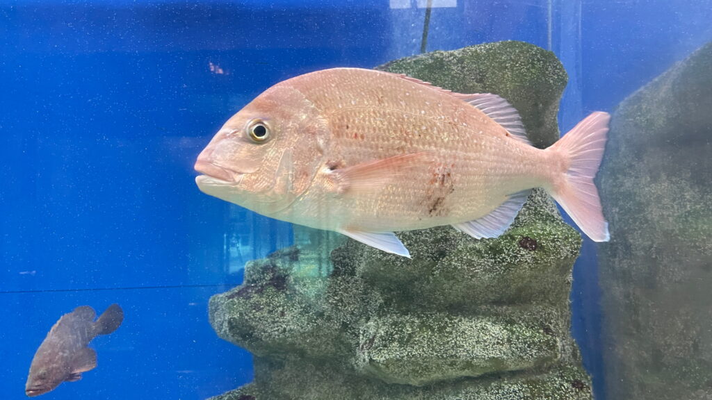 福井県海浜自然センター