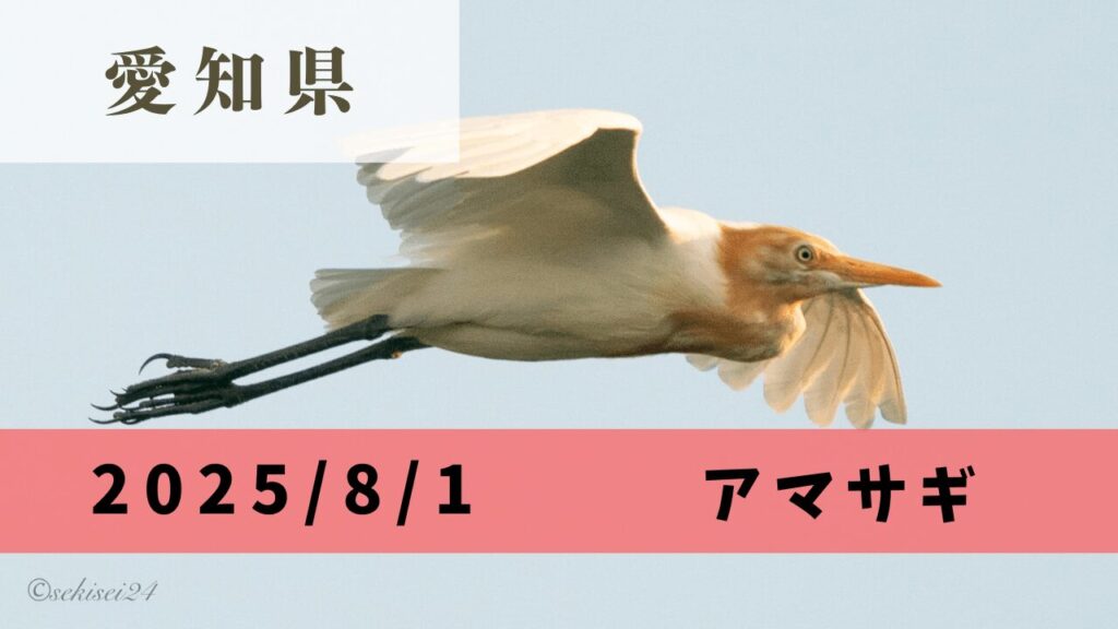 サムネ