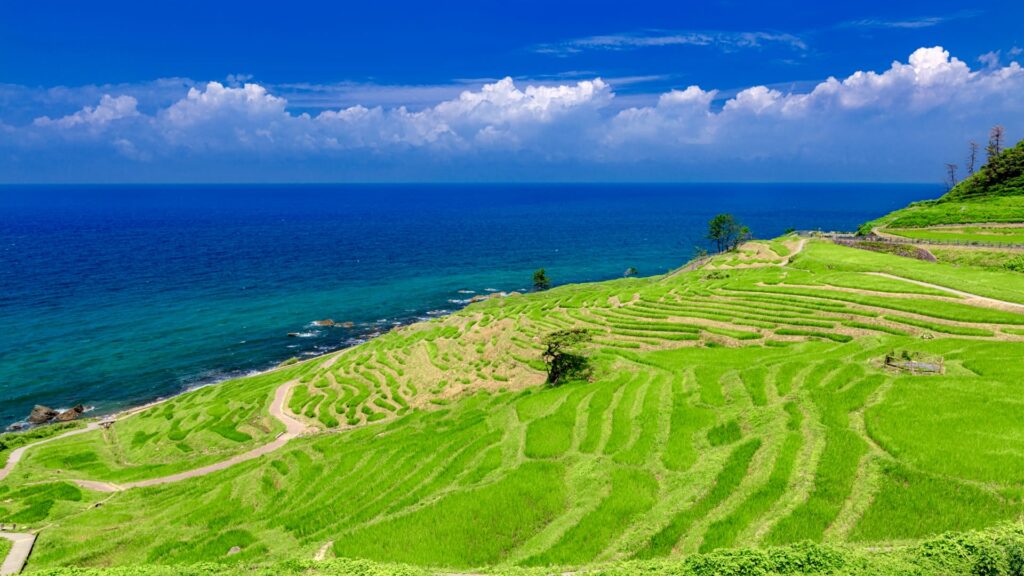 白米千枚田