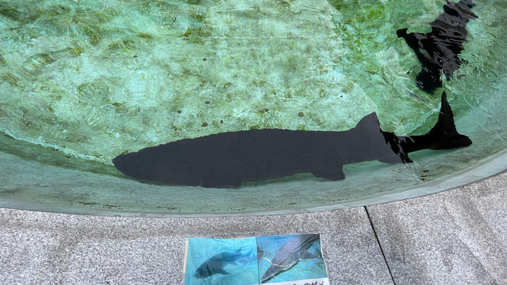 魚津水族館 チョウザメ
