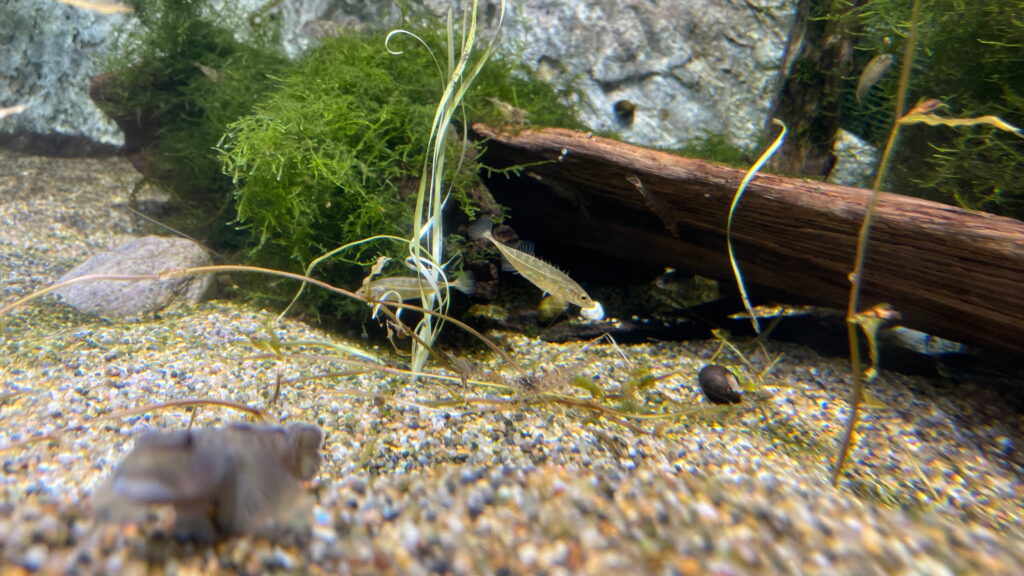 魚津水族館 トミヨ