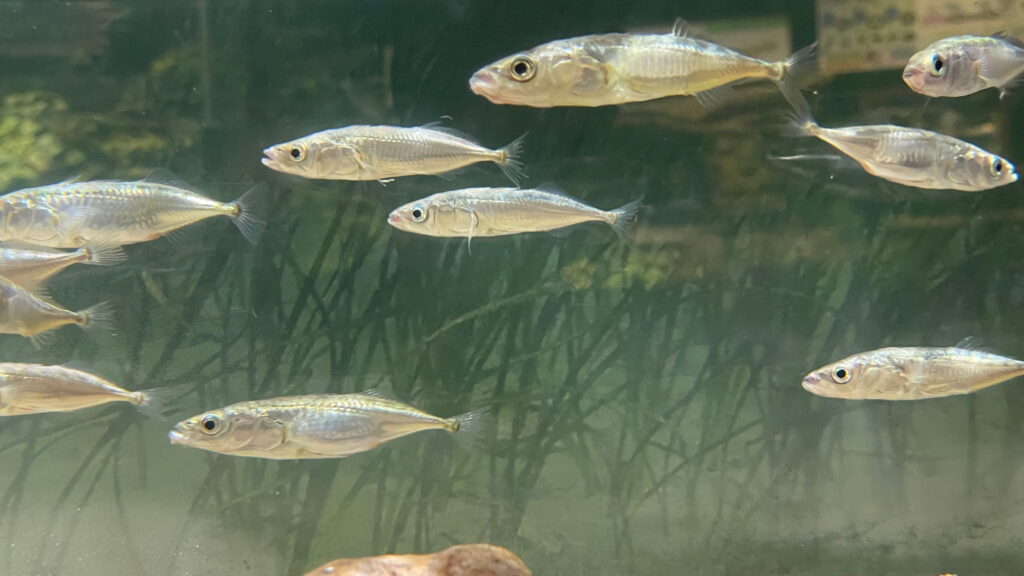 魚津水族館 イトヨ